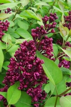 Monge French Lilac (Syringa) - 3 Gallon Pot -Green Haven Shop syringa vulgaris monge lilac 2