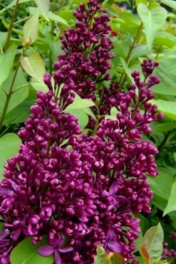 Monge French Lilac (Syringa) - 3 Gallon Pot -Green Haven Shop syringa vulgaris monge lilac 3