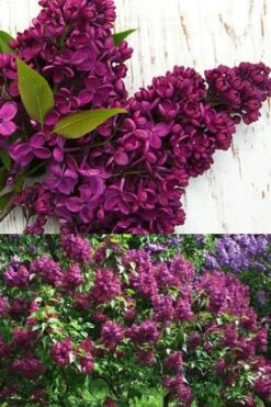 Monge French Lilac (Syringa) - 3 Gallon Pot -Green Haven Shop syringa vulgaris monge lilac 4