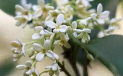 Fragrant White Tea Olive - 7 Gallon Pot (5-6') -Green Haven Shop tea olive flowers closeup