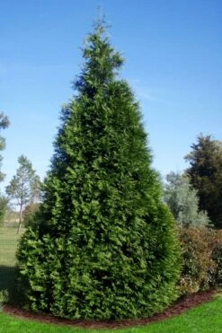 Green Giant Arborvitae (Thuja) - 5 Gallon Pot