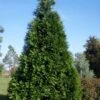 Green Giant Arborvitae - 7 Gallon Pot (3-4')