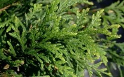 Green Giant Arborvitae - 1 Gallon Pot -Green Haven Shop thuja green giant arborvitae 102 2