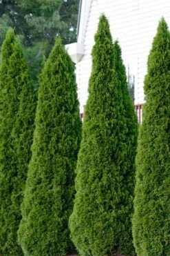 Emerald Green Arborvitae - 5 Gallon Pot -Green Haven Shop thuja occidentalis emerald green arborvitae 101