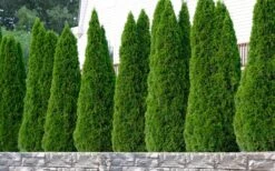 Emerald Green Arborvitae - 5 Gallon Pot -Green Haven Shop thuja occidentalis emerald green arborvitae 102