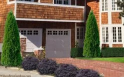 Emerald Green Arborvitae - 5 Gallon Pot -Green Haven Shop thuja occidentalis emerald green arborvitae 106