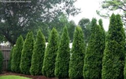 Emerald Green Arborvitae - 5 Gallon Pot -Green Haven Shop thuja occidentalis emerald green arborvitae 109