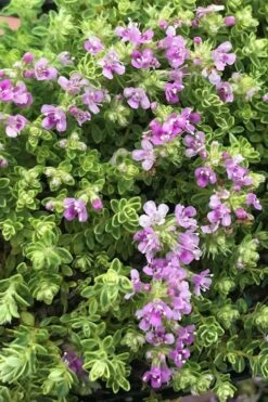 Highland Cream Creeping Thyme - 5 Pack Of Quart Pots -Green Haven Shop thyme highland cream 500x750 1