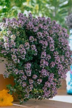 New Products 3 Doone Valley Thyme - 6 Pack Of Pink Pots