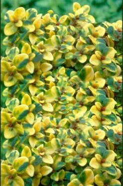 Doone Valley Thyme - 6 Pack Of Pink Pots -Green Haven Shop thymus citriodorus doone valley 2