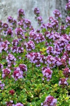 Doone Valley Thyme - 6 Pack Of Pink Pots -Green Haven Shop thymus citriodorus doone valley 3