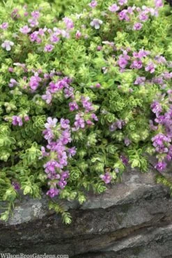 Highland Cream Creeping Thyme - 5 Pack Of Quart Pots -Green Haven Shop thymus praecox highland creeping thyme 1