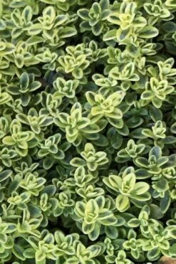 Highland Cream Creeping Thyme - 5 Pack Of Quart Pots -Green Haven Shop thymus praecox highland creeping thyme 4