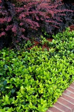 Asian Jasmine - Asiatic Jasmine - 6 Pack Of Pint Pots -Green Haven Shop trachelospermum asiaticum asian jasmine 2