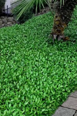 Asian Jasmine - Asiatic Jasmine - 6 Pack Of Pint Pots -Green Haven Shop trachelospermum asiaticum asian jasmine 3