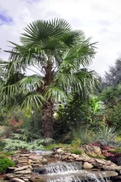 Windmill Cold Hardy Palm Tree - 3 Gallon Pot -Green Haven Shop trachycarpus fortunei windmill palm 13