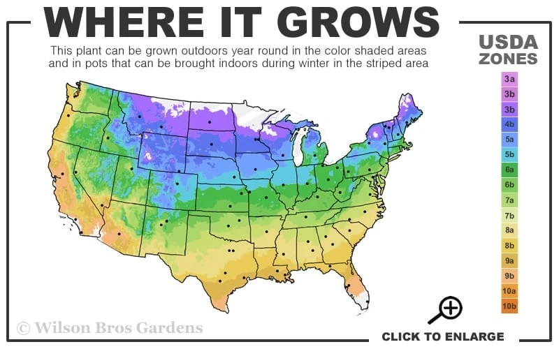Fancy Finch Ajuga (Bugleweed) - 5 Pack Of Quart Pots 3 Fancy Finch Ajuga (Bugleweed) - 5 Pack Of Quart Pots - Image 3