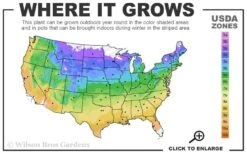 Blackhaw Viburnum - 2 Gallon Pot -Green Haven Shop usda zone map