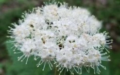 Maple Leaf Viburnum - 3 Pack Of 1.5 Quart Pots -Green Haven Shop viburnum acerifolium maple leaf 15 1