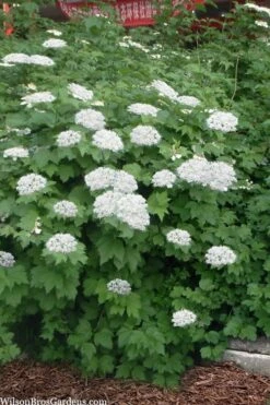Maple Leaf Viburnum - 3 Pack Of 1.5 Quart Pots -Green Haven Shop viburnum acerifolium maple leaf 16 1