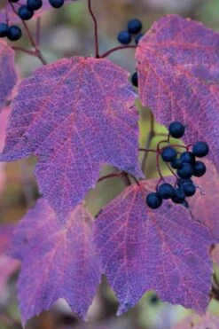 Maple Leaf Viburnum - 3 Pack Of 1.5 Quart Pots -Green Haven Shop viburnum acerifolium maple leaf 3 1