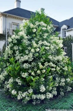 Mirror Leaf Sweet Viburnum - 7 Gallon Pot (2-3')