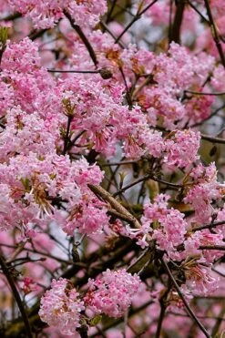 Pink Dawn Fragrant Viburnum - 1 Gallon Pot -Green Haven Shop viburnum bodnantense dawn 1