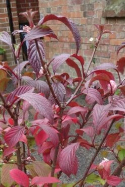Pink Dawn Fragrant Viburnum - 1 Gallon Pot -Green Haven Shop viburnum bodnantense dawn 15