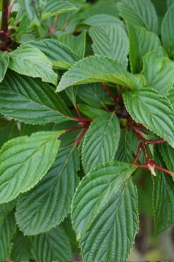 Pink Dawn Fragrant Viburnum - 1 Gallon Pot -Green Haven Shop viburnum bodnantense dawn 16
