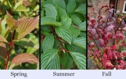 Pink Dawn Fragrant Viburnum - 1 Gallon Pot -Green Haven Shop viburnum bodnantense dawn 19