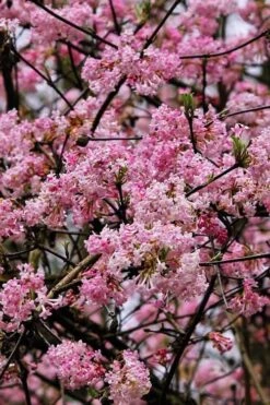Pink Dawn Fragrant Viburnum - 1 Gallon Pot -Green Haven Shop viburnum bodnantense dawn 4