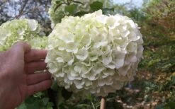 Chinese Snowball Viburnum Bush - 7 Gallon Pot (3-4') -Green Haven Shop viburnum chinese snowball bloom white 2