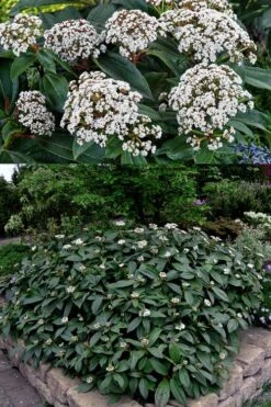 David Viburnum - 3 Gallon Pot 16 David Viburnum - 3 Gallon Pot -Green Haven Shop viburnum davidii 15