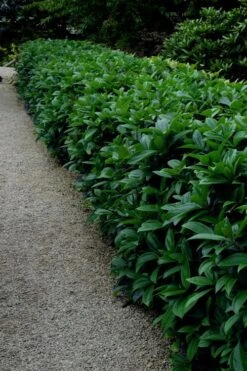 David Viburnum - 3 Gallon Pot 25 David Viburnum - 3 Gallon Pot -Green Haven Shop viburnum davidii 17