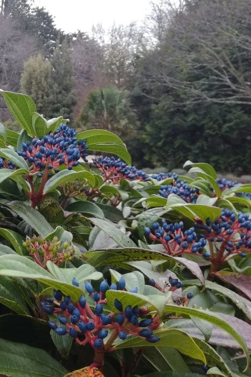 David Viburnum - 3 Gallon Pot 11 David Viburnum - 3 Gallon Pot - Image 11