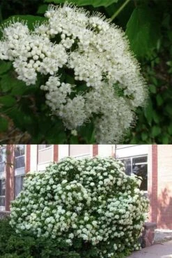 Arrowwood Viburnum - 3 Gallon Pot -Green Haven Shop viburnum dentatum arrowwood 3