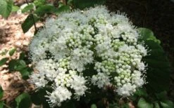 Arrowwood Viburnum - 3 Gallon Pot -Green Haven Shop viburnum dentatum arrowwood 5