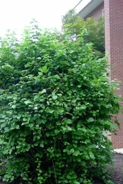 Arrowwood Viburnum - 3 Gallon Pot -Green Haven Shop viburnum dentatum arrowwood 7