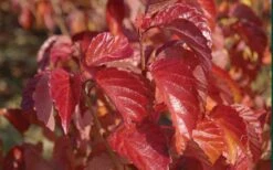 Arrowwood Viburnum - 3 Gallon Pot -Green Haven Shop viburnum dentatum arrowwood 9