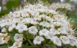 Mohican Arrowwood Viburnum - 6 Gallon Pot (4-5') 15 Mohican Arrowwood Viburnum - 6 Gallon Pot (4-5') -Green Haven Shop viburnum lantana mohican 1