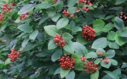 Mohican Arrowwood Viburnum - 6 Gallon Pot (4-5') 14 Mohican Arrowwood Viburnum - 6 Gallon Pot (4-5') -Green Haven Shop viburnum lantana mohican 3