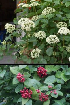 Mohican Arrowwood Viburnum - 6 Gallon Pot (4-5') 13 Mohican Arrowwood Viburnum - 6 Gallon Pot (4-5') -Green Haven Shop viburnum lantana mohican 4