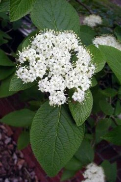 Mohican Arrowwood Viburnum - 6 Gallon Pot (4-5') 12 Mohican Arrowwood Viburnum - 6 Gallon Pot (4-5') -Green Haven Shop viburnum lantana mohican 5