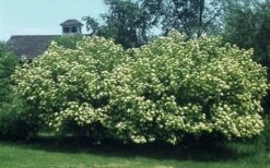 Nannyberry Viburnum - 3 Gallon Pot -Green Haven Shop viburnum lentago nannyberry 4