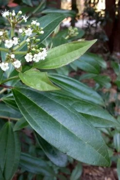 Moonlit Lace Viburnum - 1 Gallon Pot
