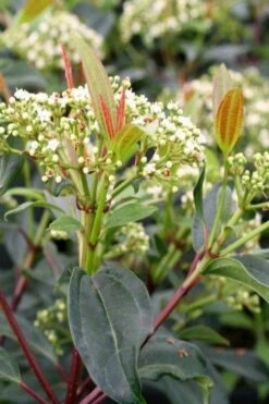 Moonlit Lace Viburnum - 6 Pack Of 1 Gallon Pots -Green Haven Shop viburnum moonlit lace 6 2