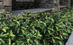 Moonlit Lace Viburnum - 6 Pack Of 1 Gallon Pots -Green Haven Shop viburnum moonlit lace 9 2