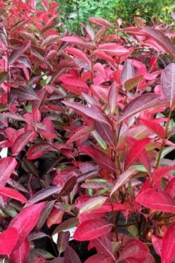 Winterthur Viburnum - 3 Gallon Pot -Green Haven Shop viburnum nudum winterthur 100 1