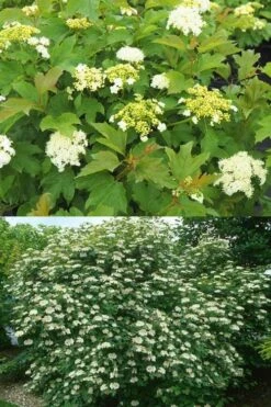 Dwarf European Cranberry Bush - 5 Gallon Pot -Green Haven Shop viburnum opulus compactum dwarf european cranberry bush 10 1