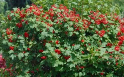 Dwarf European Cranberry Bush - 1 Gallon Pot -Green Haven Shop viburnum opulus compactum dwarf european cranberry bush 2